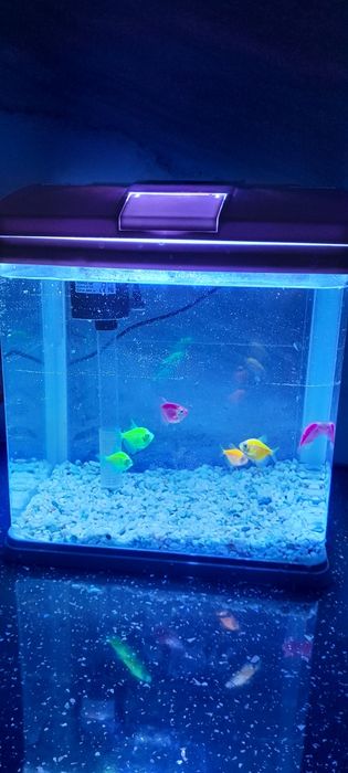 Аквариум жақсы жағдайда.