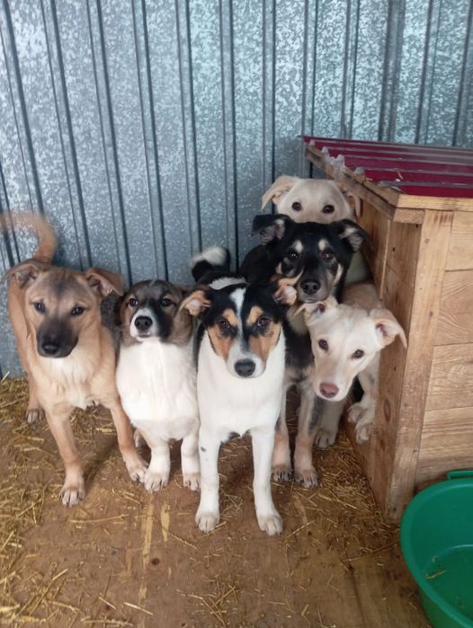 Щенки по 7 месяцев