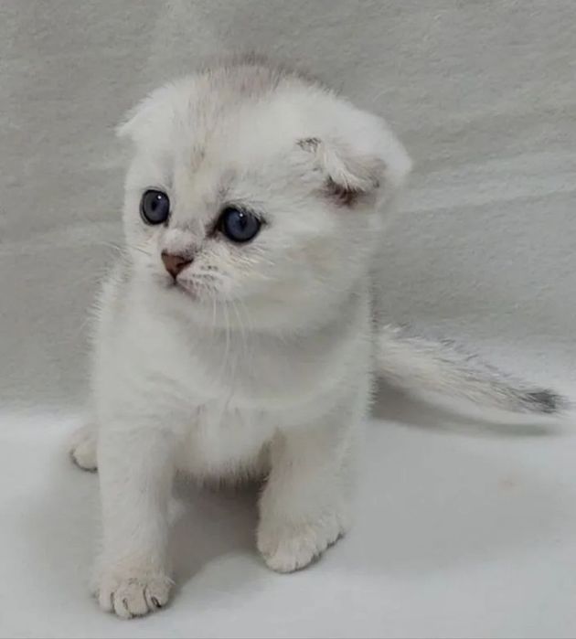 Продаются шикарные  Шотландские  котята. Скотиш Фолд и Скотиш Страйт.
