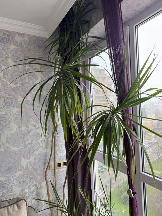 Голяма стайна драцена