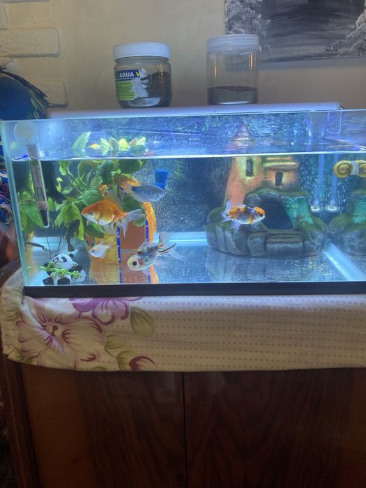 Продам аквариум с рыбками