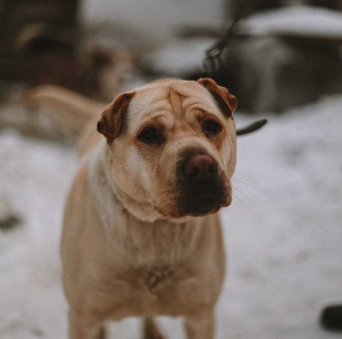 Собака в добрые руки