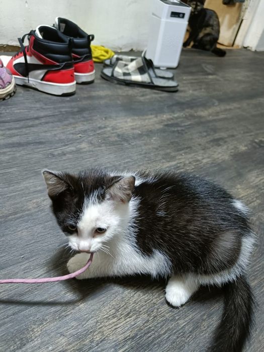3 котёнка. Ищут дом