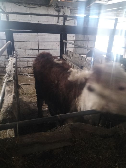 Акбас бас 7 айлык торпак сатылат