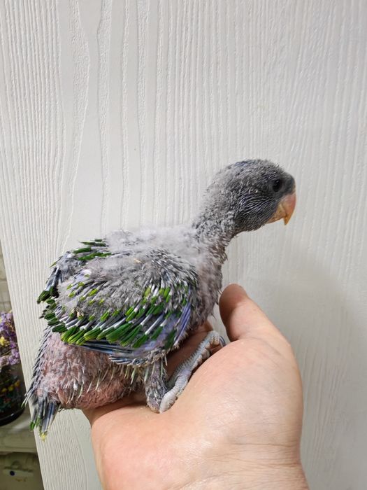 Продаётся птенец Китайского Кольчатого попугая.