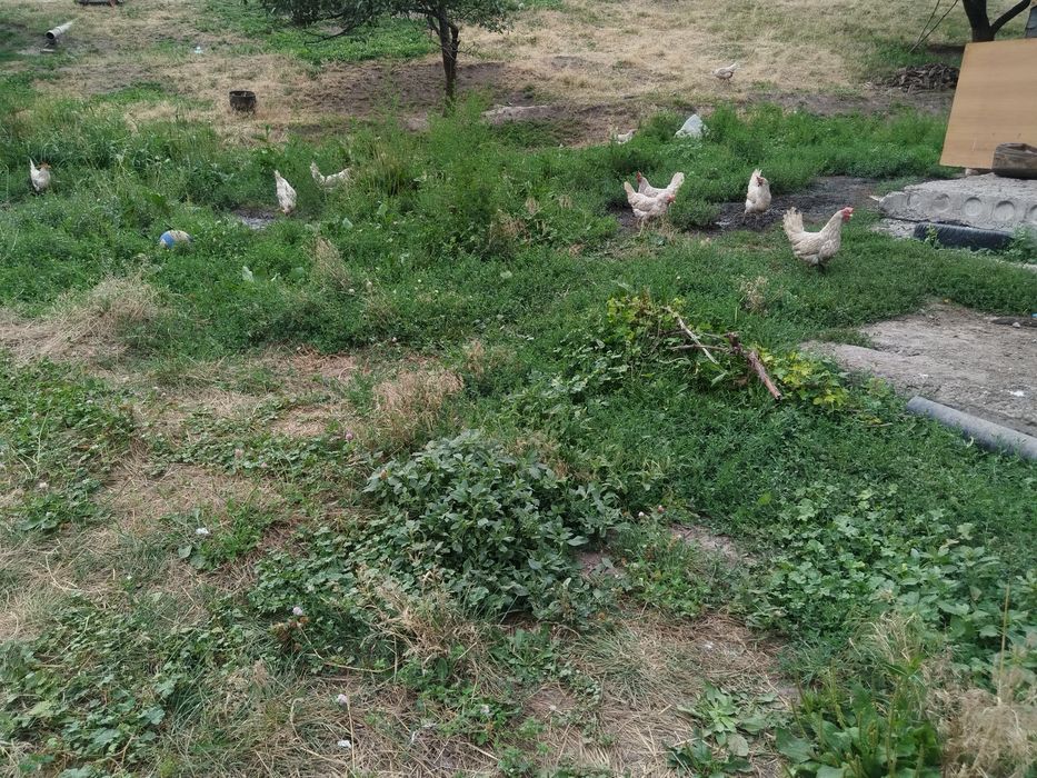 В продаже куры и петух