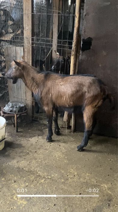 Tap alpin de vanzare