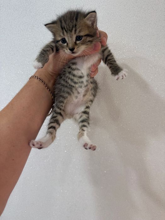Котята, британцы