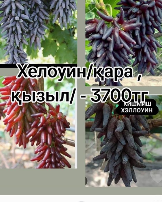 Элиталық жүзімдер ,21 түрлі сорт