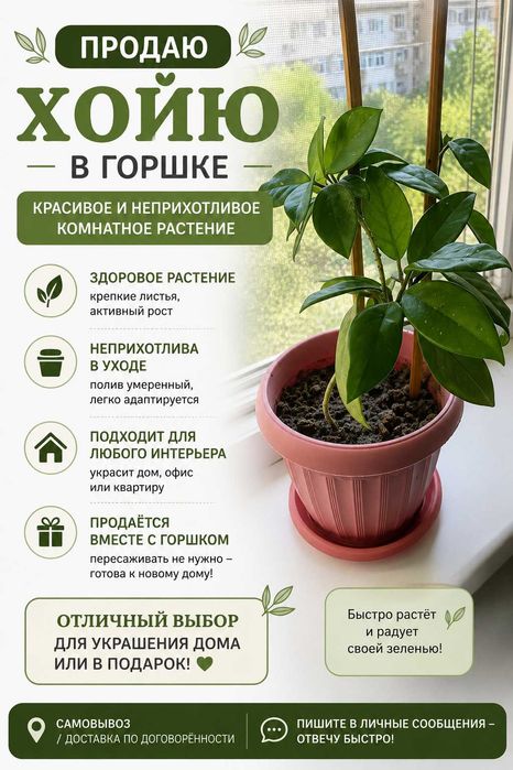 Продам хойю (восковой плющ) вместе с горшком