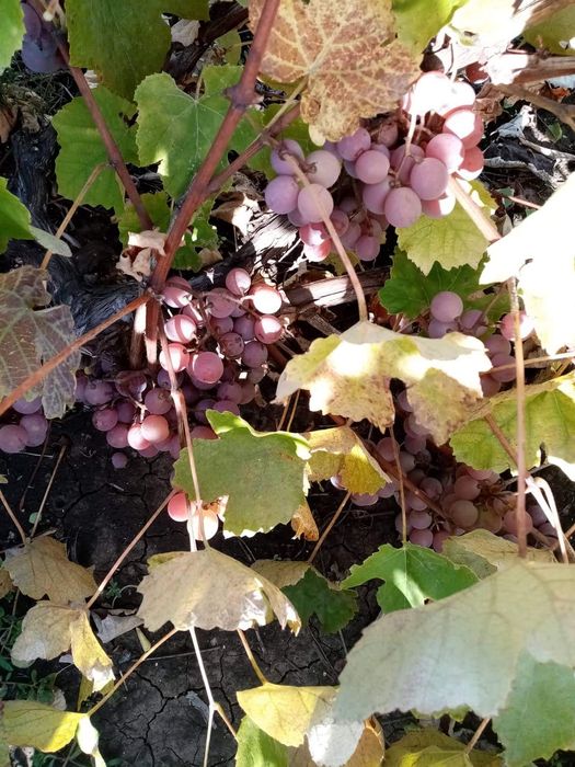 Дава се под наем Земеделски имот в Балчик -  кв.м за 51 € - Снимка #4