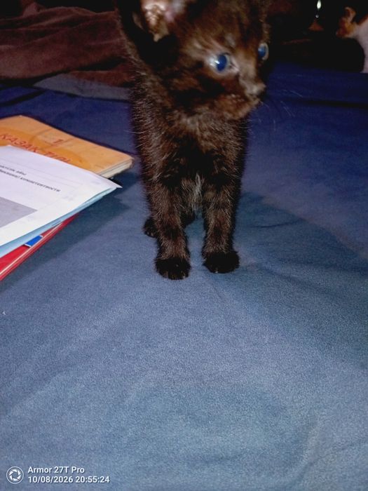 Отдам котят. Крысоловы