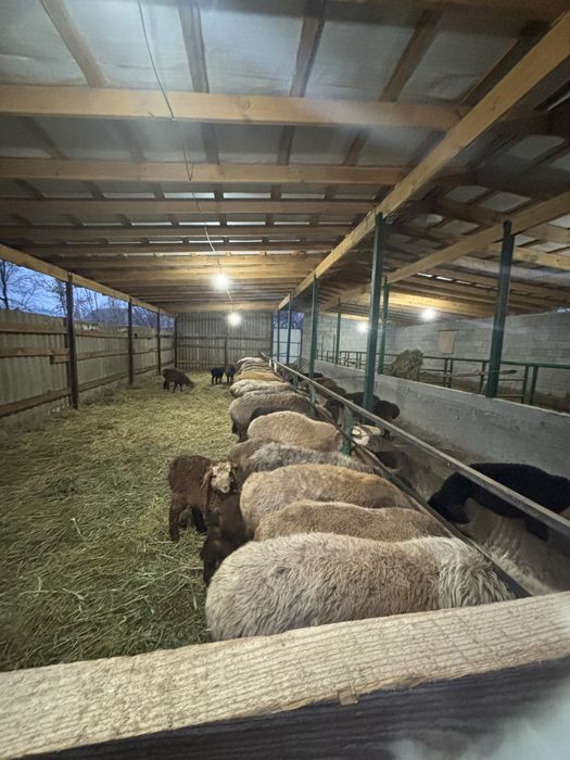 Кой саулык тусак козлы кой