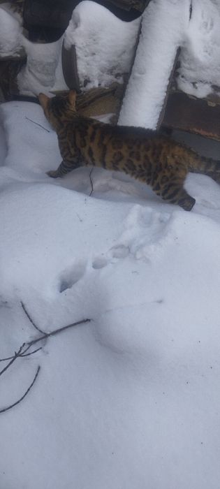 Продам бенгальского кота