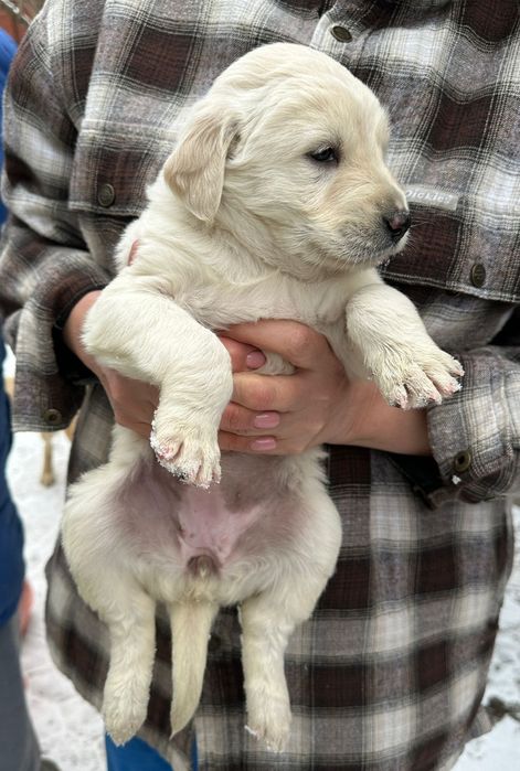 Отдам даром щенка