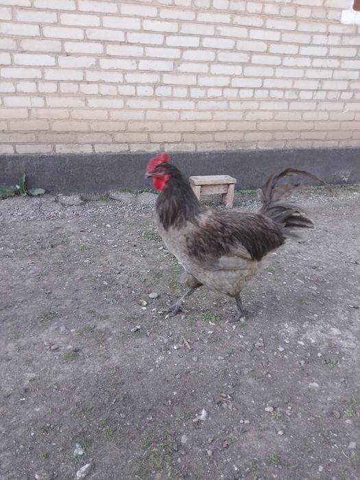 Жерси  қораз   жас