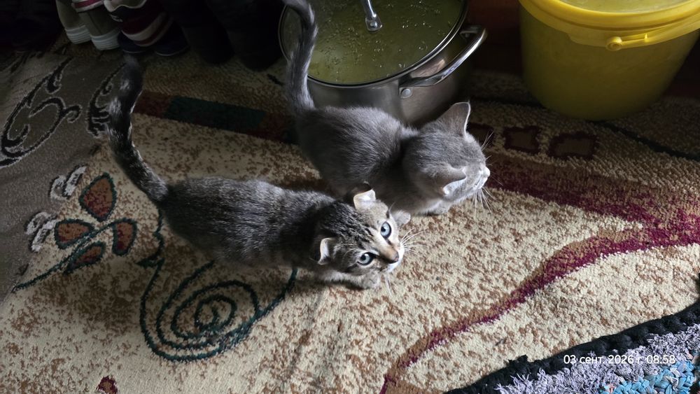 Отдам уличных котят - девочка, мальчик