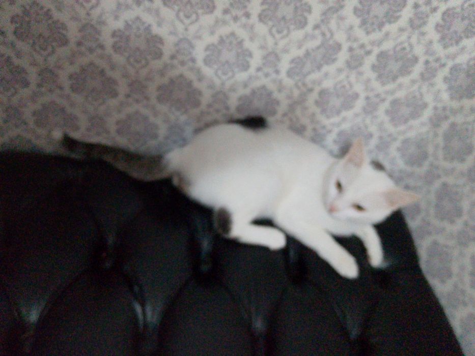 Отдам кота даром, а хорошие руки , очень хороший кот.