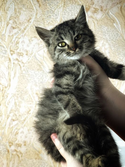 Котик липучка в добрые руки