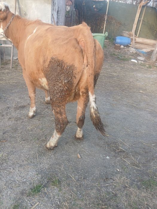 Vând vaca baltata românească de 4  ani ani