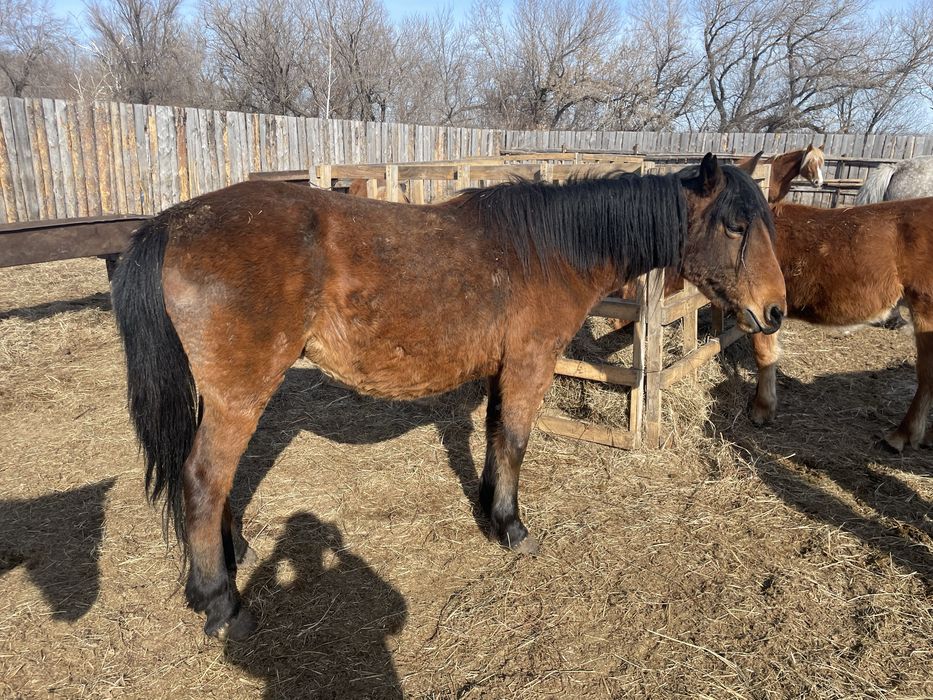 Продам кобылу лошадь