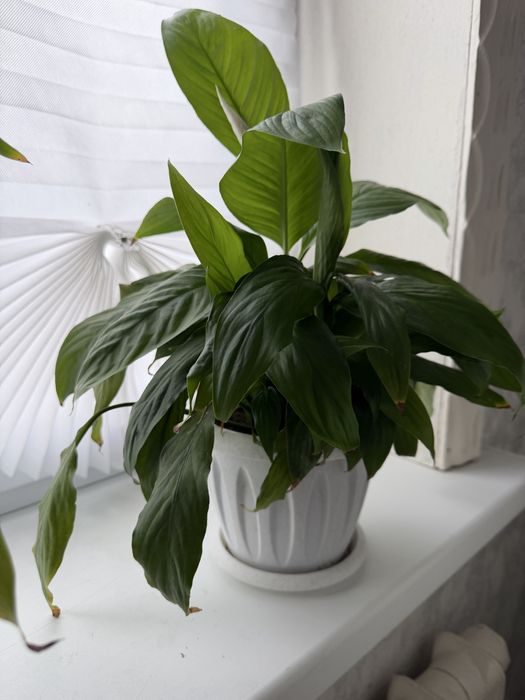 Цветы комнатные разные