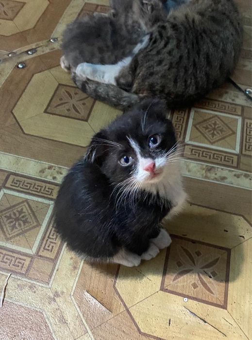 Котята 2месяца вислоухие