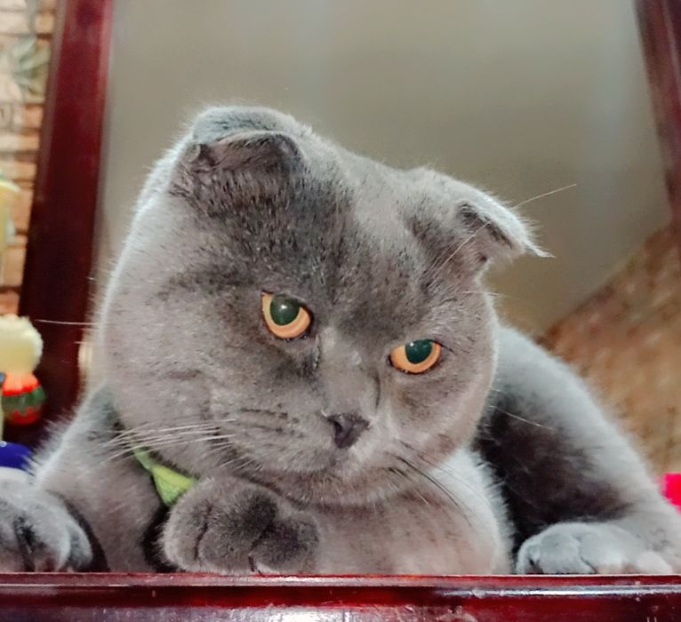 Приглашаем на вязку