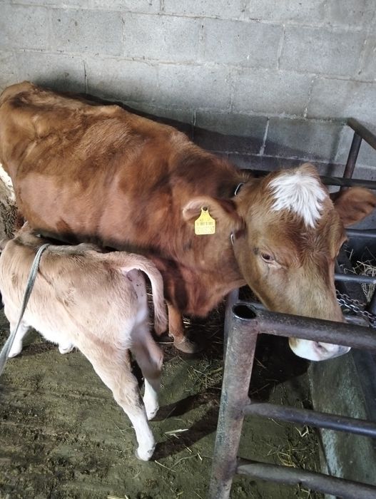 Продам корову с телёнком