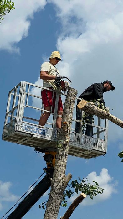 Спил, кронирование, выкорчевывание, обрезка деревьев