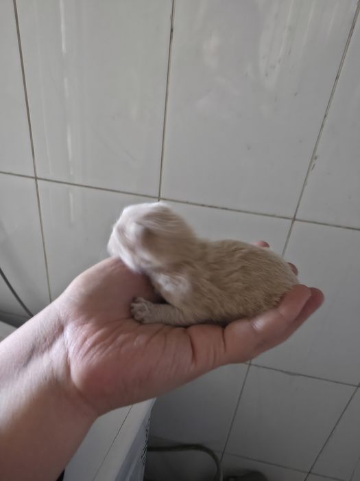 В добрые руки котенок