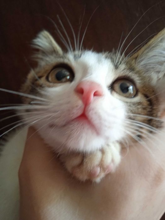 Серобелый котёнок мальчик, 3 месяца.