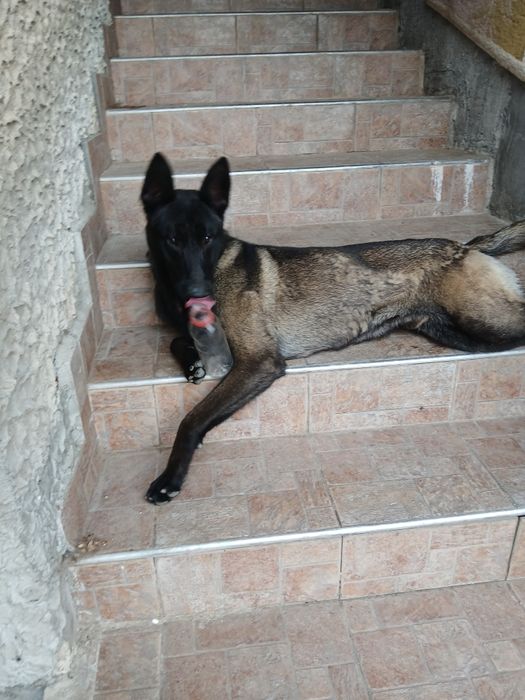 Подарявам белгийска овчарка