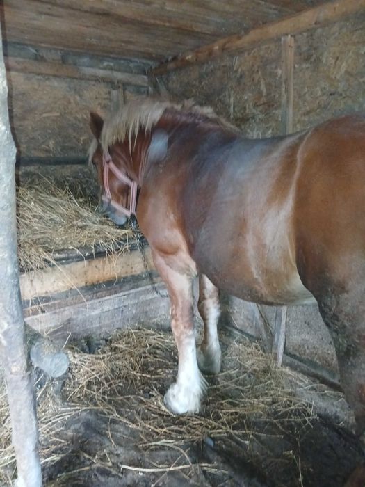 Vand armasar de 4/5 ani