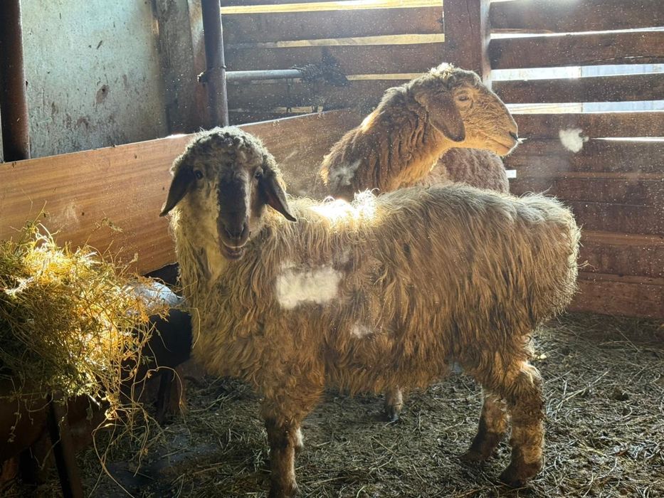 Овца кочкарчик крупные