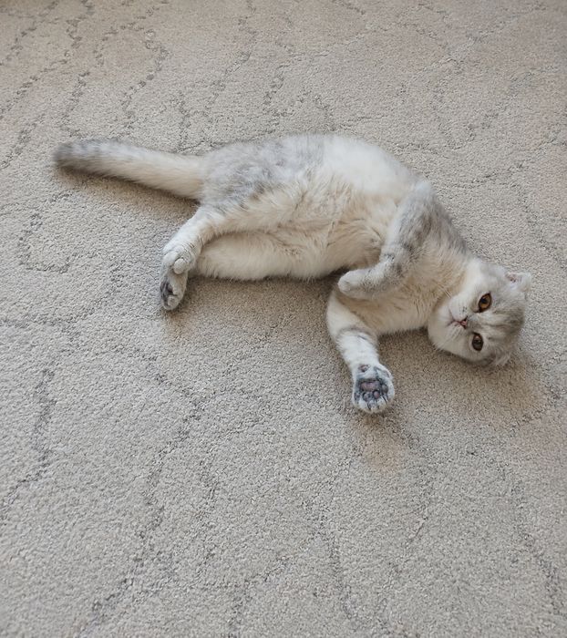 Скотиш фолд девочка