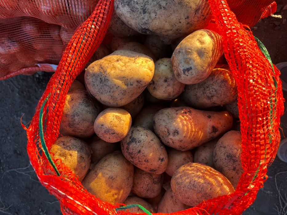 Продам картошку, сорт Гала