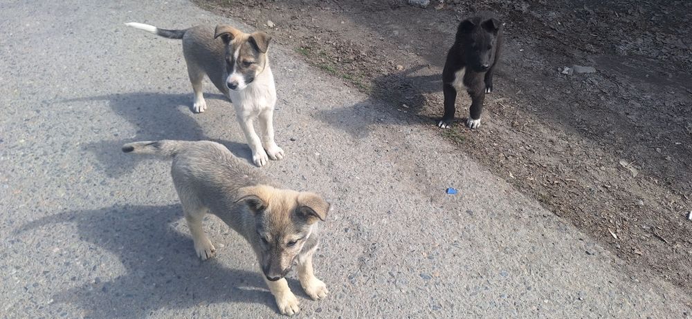 Щенята в добрые руки!