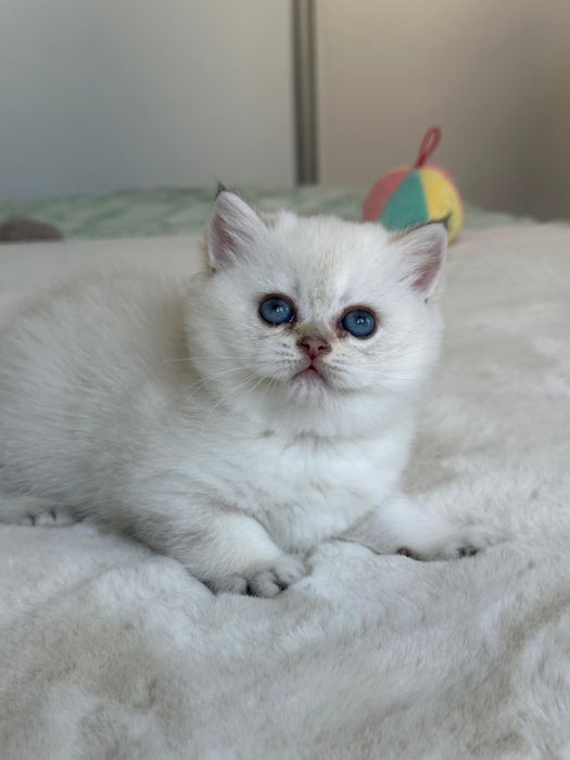 British  silver shaded point