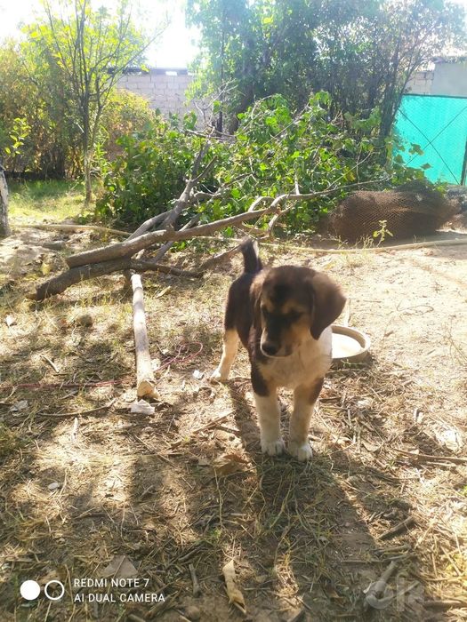 продам щенка алабай 2 и 4 месяца.