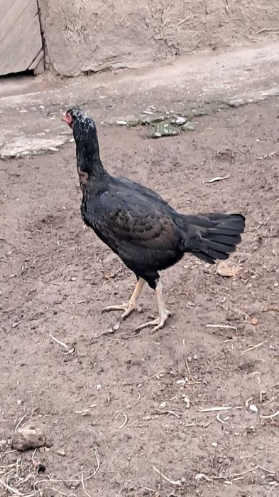 Dakan Makyon 1 tulak