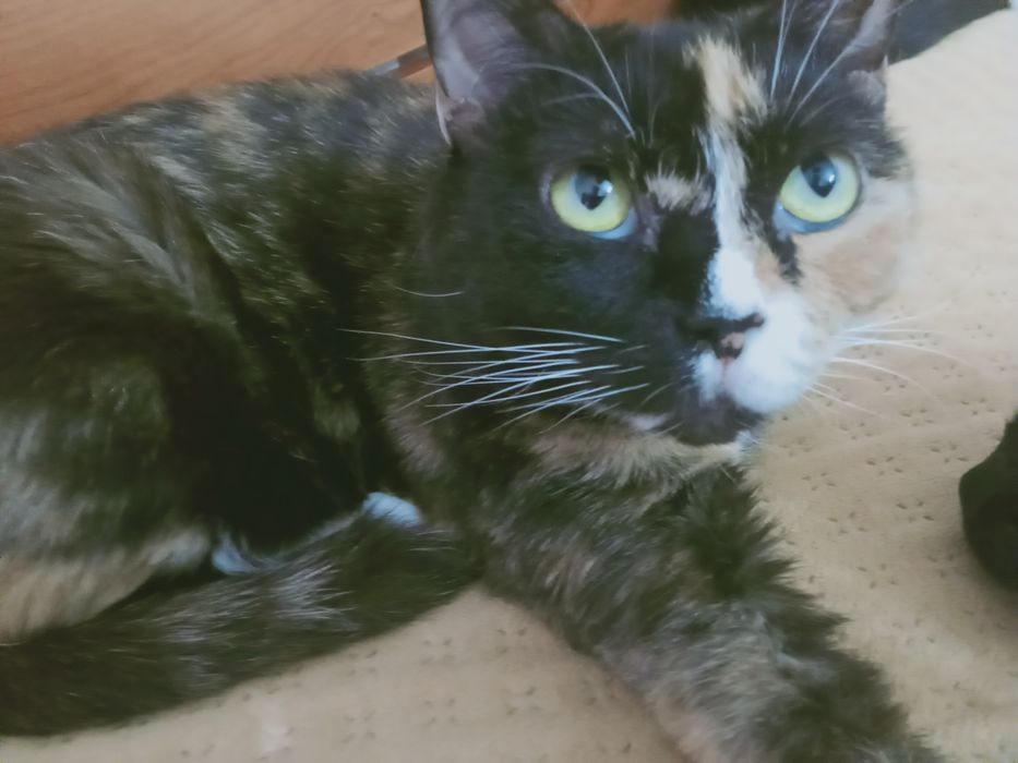 Коты и кошки с домашней передержки