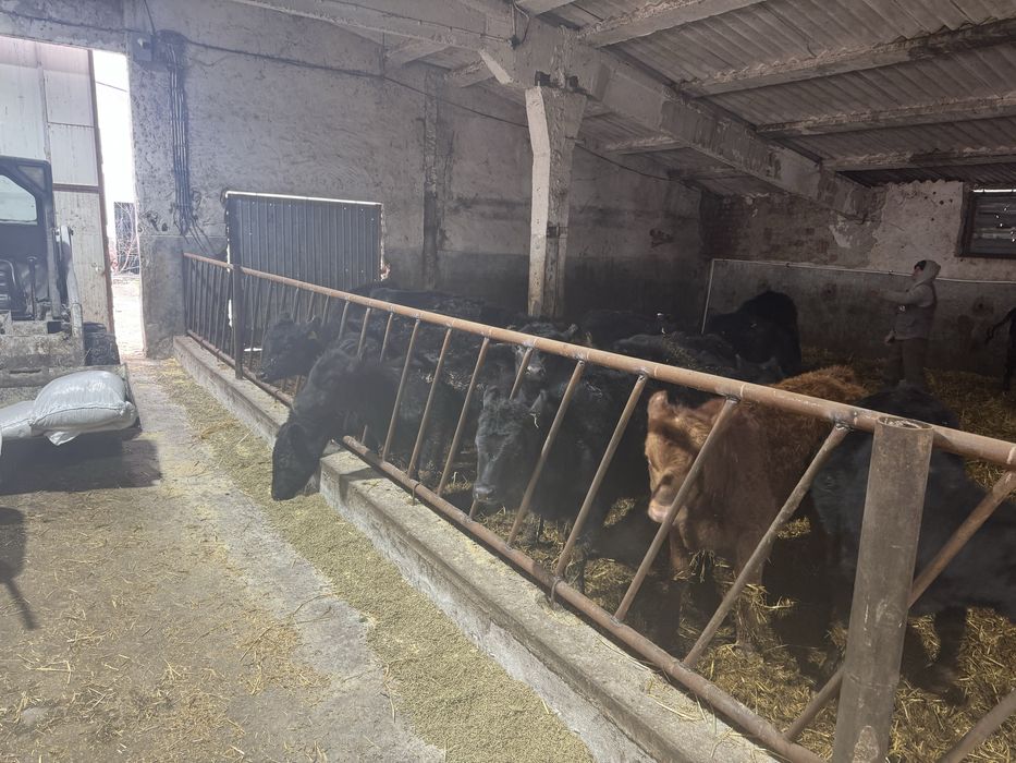 De vinzare vitei si vitele 30-35 bucati