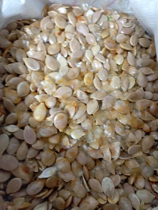 Аскабактын дән таза