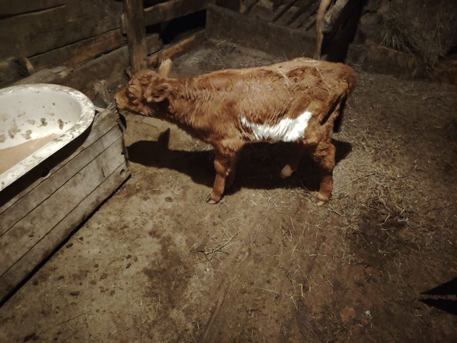 Тёлочка телочка телочка