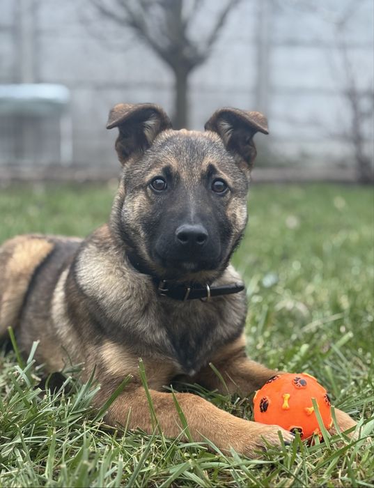 mix de ciobanesc belgian spre adoptie