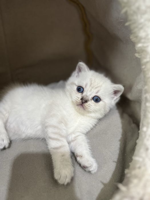 Шотландские котята