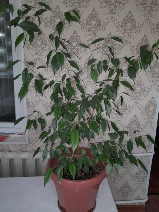 Комнатные растение