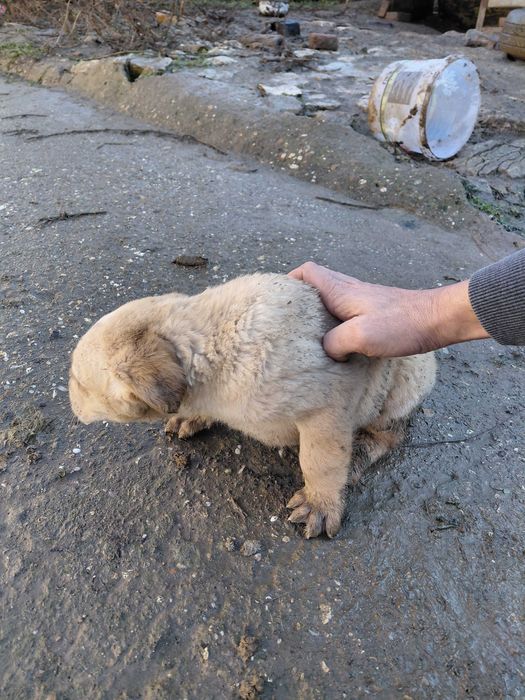 Кученца за подаряване