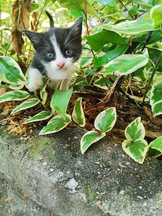 Подарявам котенца